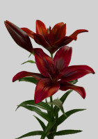 Hardrock  Nyhed 2026 PÅ LAGER TIL FEBRUAR KAN BESTILLES NU